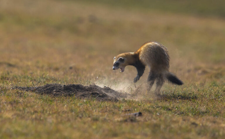 Wildlife in Xinjiang - Come out coward